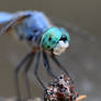 Blue dasher