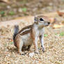 White-tailed antelope squirrel 