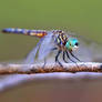 Blue dasher