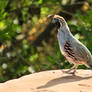 Gambels quail