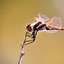 Variegated meadowhawk