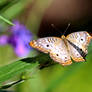 White peacock butterfly