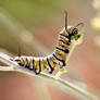 Monarch butterfly caterpillar 
