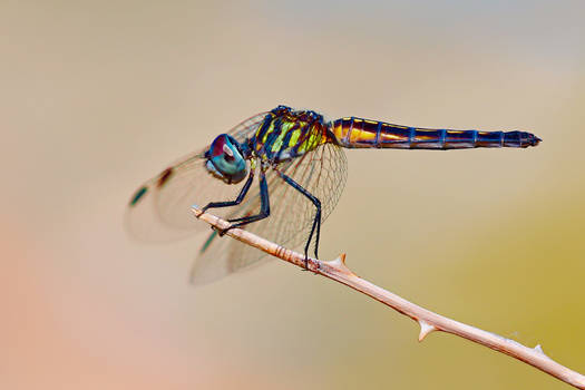 Blue dasher brilliance