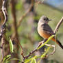 Say's Phoebe