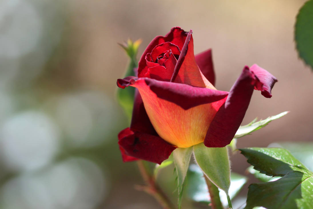 Dark night rose by Monkeystyle3000 on DeviantArt