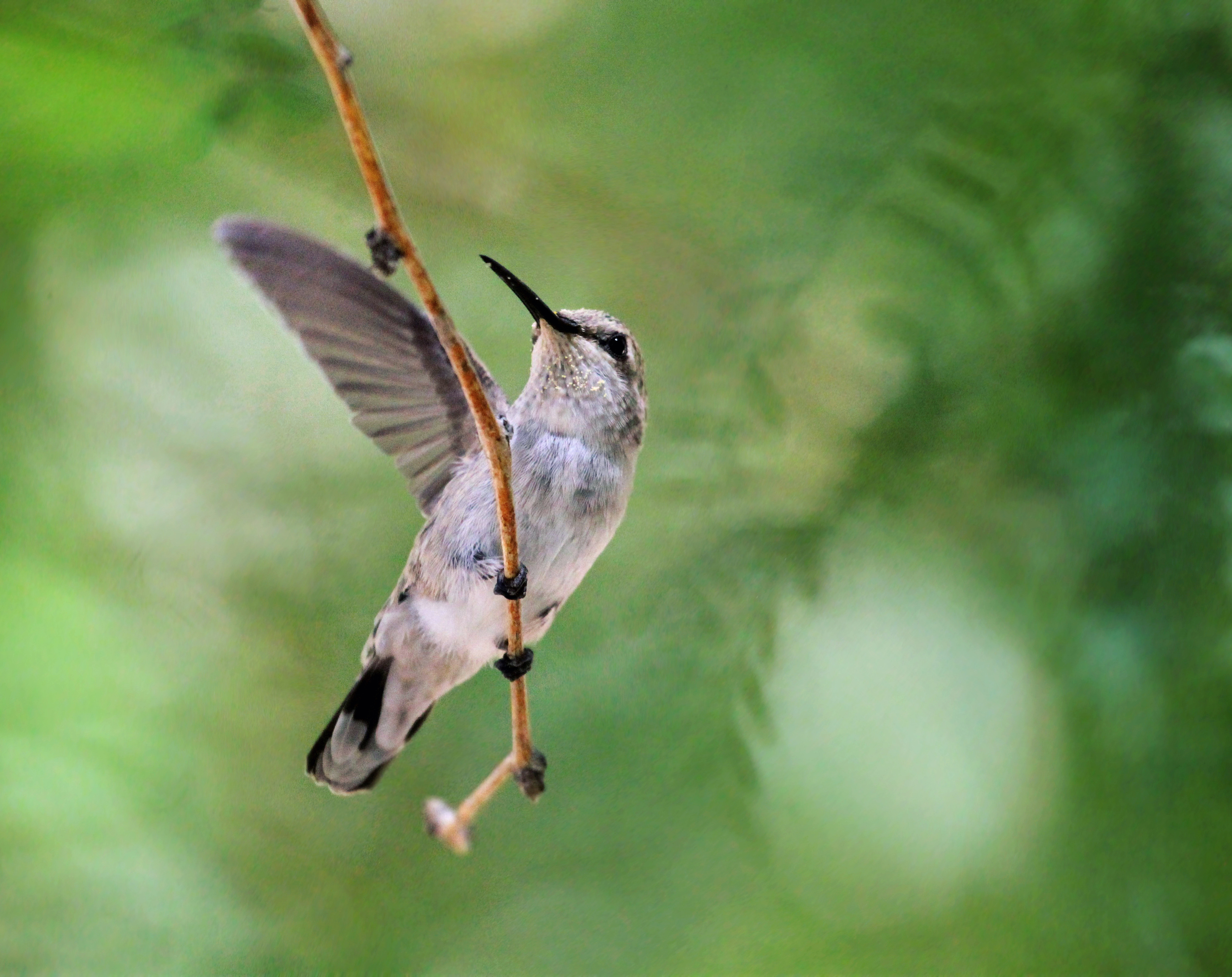 Hum Images Hummingbird wave by Monkeystyle3000 on DeviantArt