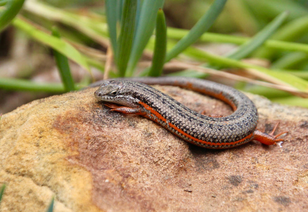 Red-sided skink by Monkeystyle3000 on DeviantArt