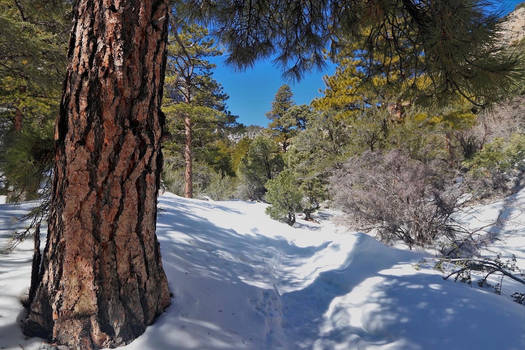 Fletcher Canyon trail