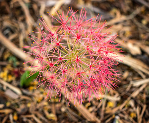 Blood lily