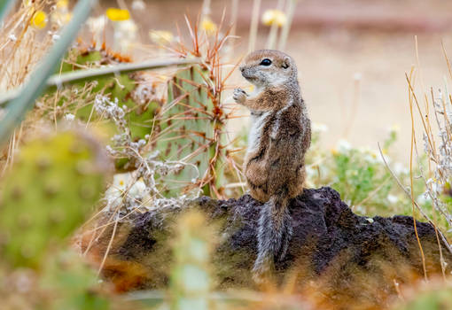 White-tailed antelope squirrel 