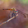 Female blue dasher