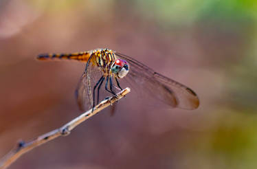 Female blue dasher