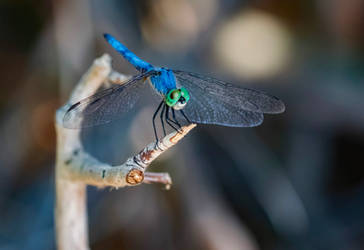 Blue dasher