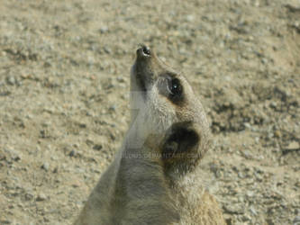 Meerkat at the zoo