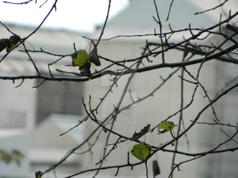 Another closeup of some nature with water droplets