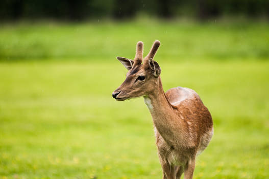 young fallow deer