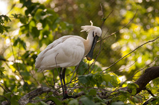 Eurasian Spoonbill