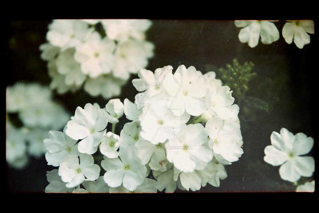 White flowers film negative