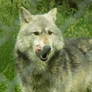 Wolf enjoying a meal