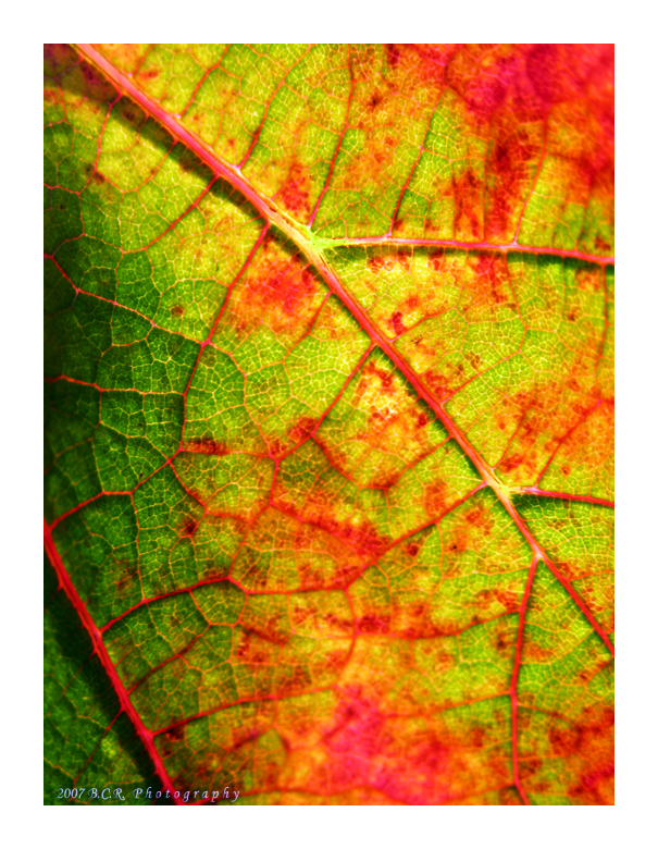 Vineyard Leaf