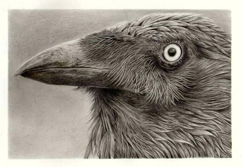 Crow Drawing Emboss Crow by Pappa60 on DeviantArt
