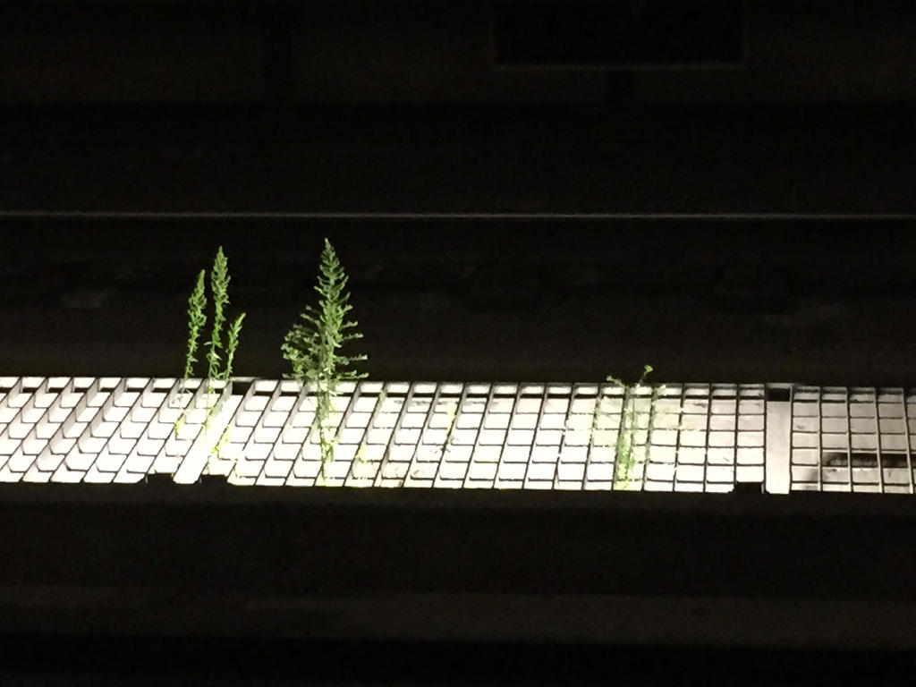 Plant life in the metro station by MissIzzy