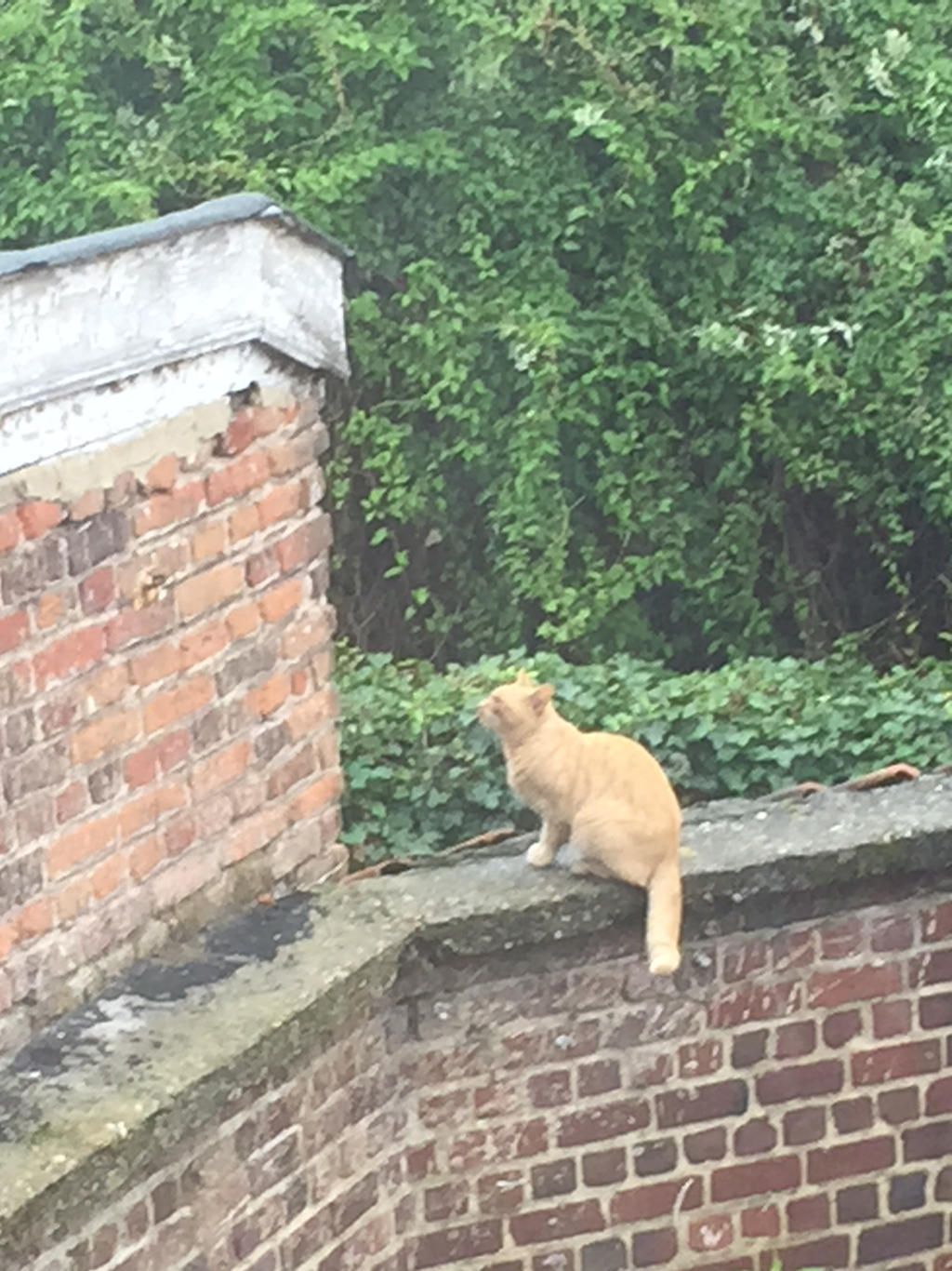 Cat at the Irish College