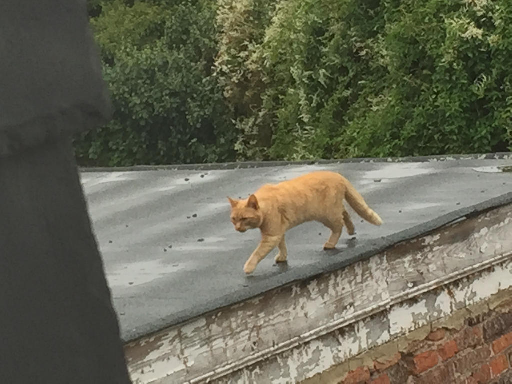 Cat on a Wet Shale Roof by MissIzzy