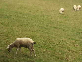 Sheep Grazing in Chawton