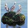 Three Wise Pelicans