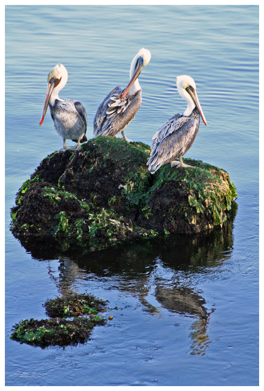 Three Wise Pelicans