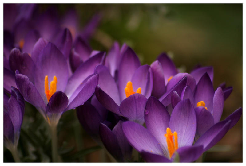 A Bouquet of Spring