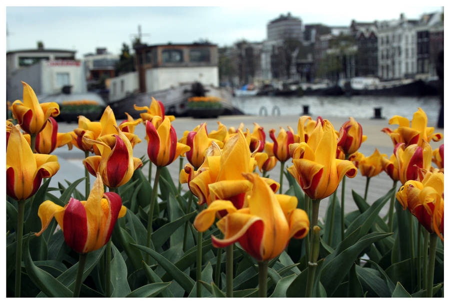 Tulips, Water, and Boats... by kamuidestiny