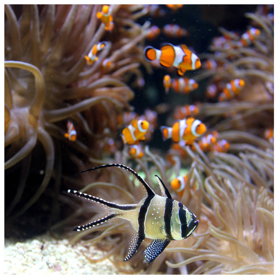 Where's Nemo? by kamuidestiny