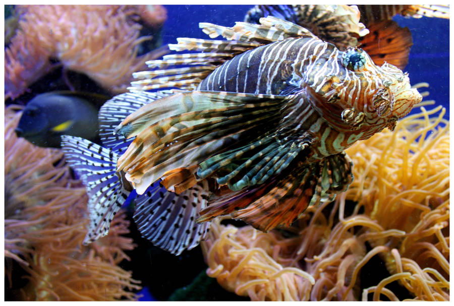 Rowr... goes the Lion Fish by kamuidestiny