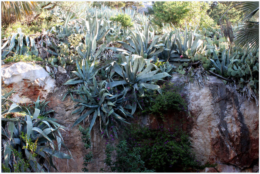 Killer Aloe by kamuidestiny