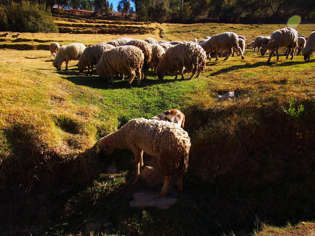 Peruvian sheep