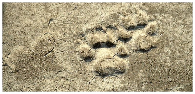 Paw Prints Upon the Earth