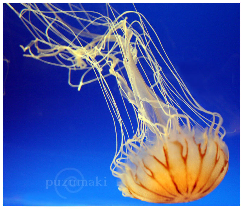 Jellyfish Jellying