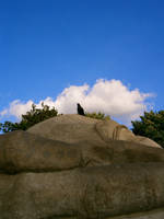 crow on the head