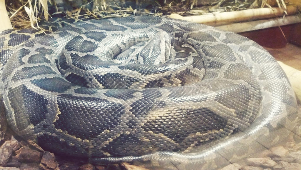 Burmese Python 