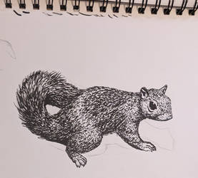 Inked squirrel.