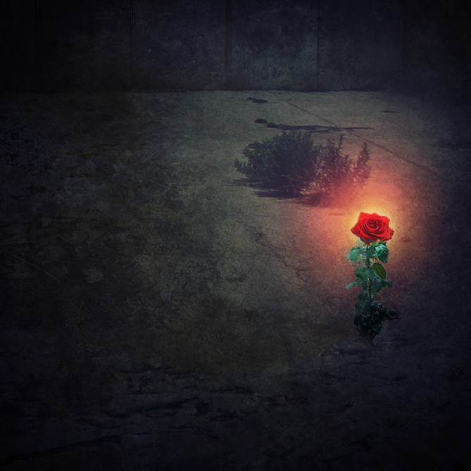 One rose, one vacant lot.