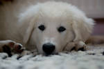 Nepi. by Affchen