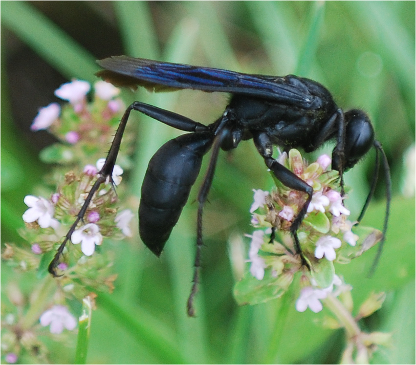 Insect Macro 1