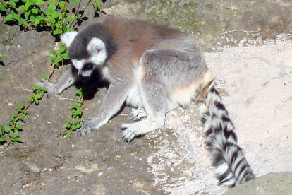 Cincy Zoo a Lemur