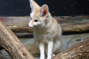 Cincy Zoo fox