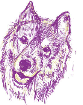 Husky sketch
