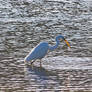 White Heron (Kotuku)